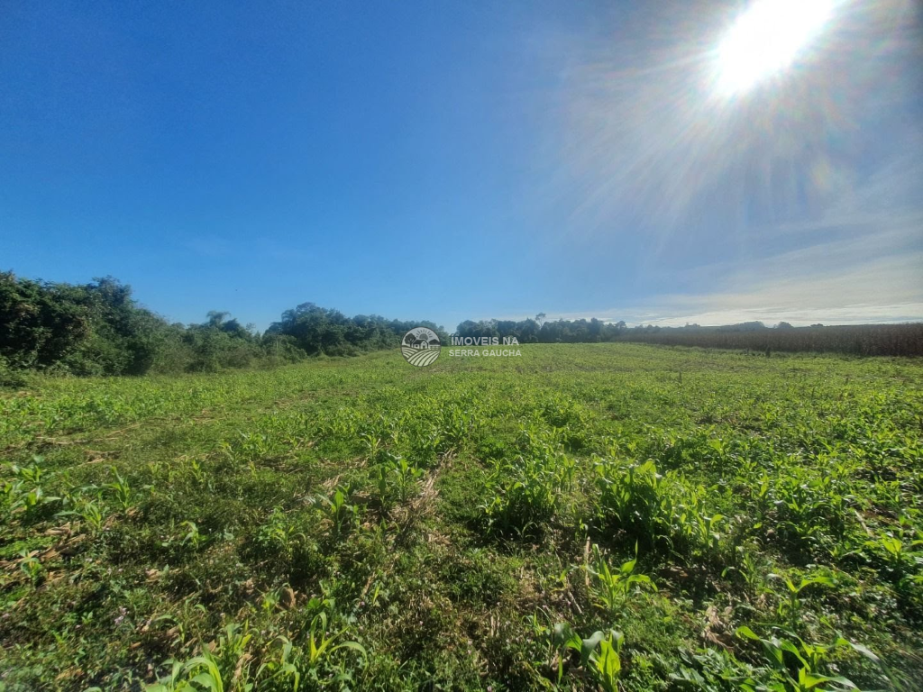 ÁREA RURAL PRODUTIVA EM FLORES DA CUNHA-RS